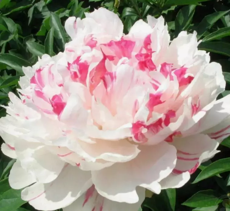 Корневище цветов Пион травянистый Нефритовый Дракон (в тубе)