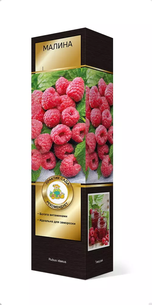 Саженец Малина ремонтантная Геракл, в тубе