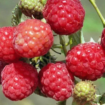 Саженец Малина ремонтантная Геракл, в тубе