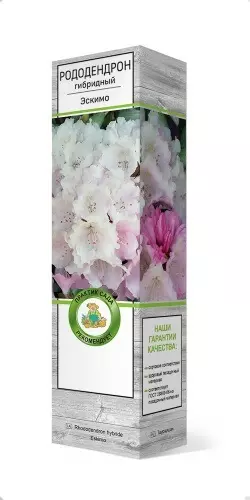 Саженец Рододендрон гибридный Эскимо в тубе, Поиск