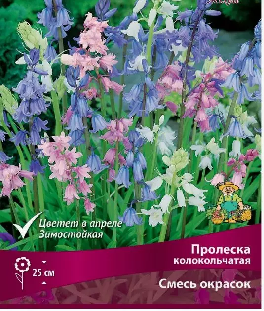 Луковицы цветов Пролеска колокольчатая смесь окрасок 7/8, 10 шт