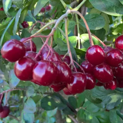 Саженец Рябина обыкновенная Титан среднепоздний в тубе, Поиск