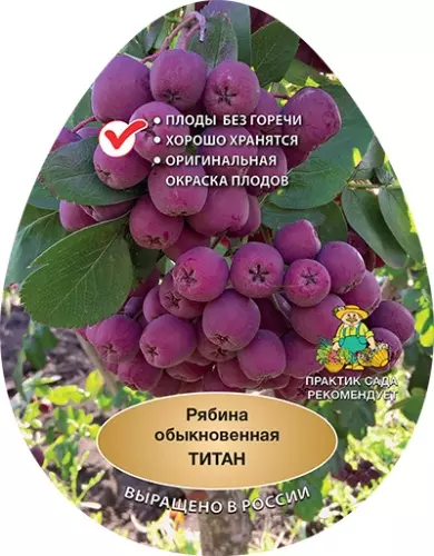 Саженец Рябина обыкновенная Титан среднепоздний в тубе, Поиск