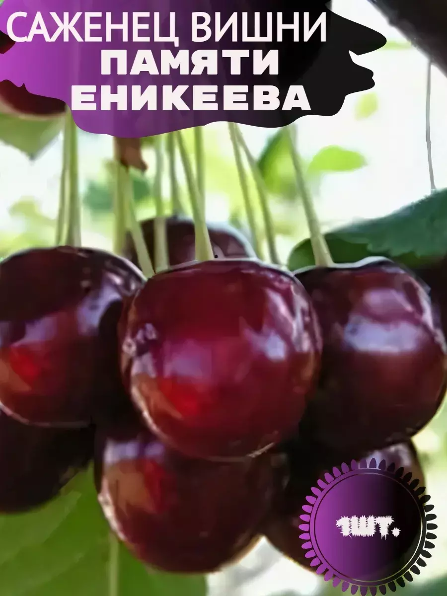 Саженец Вишня Памяти Еникеева поздний в тубе, Поиск