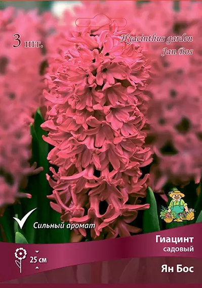 Луковицы цветов Гиацинт садовый Ян Бос 14/15, 3 шт