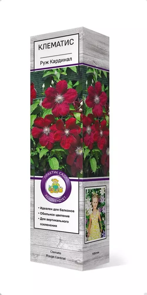 Саженец Клематис крупноцветковый Руж Кардинал красный/К