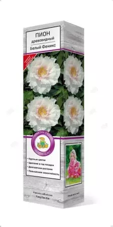 Саженец Пион древовидный Белый Феникс, в тубе, Поиск