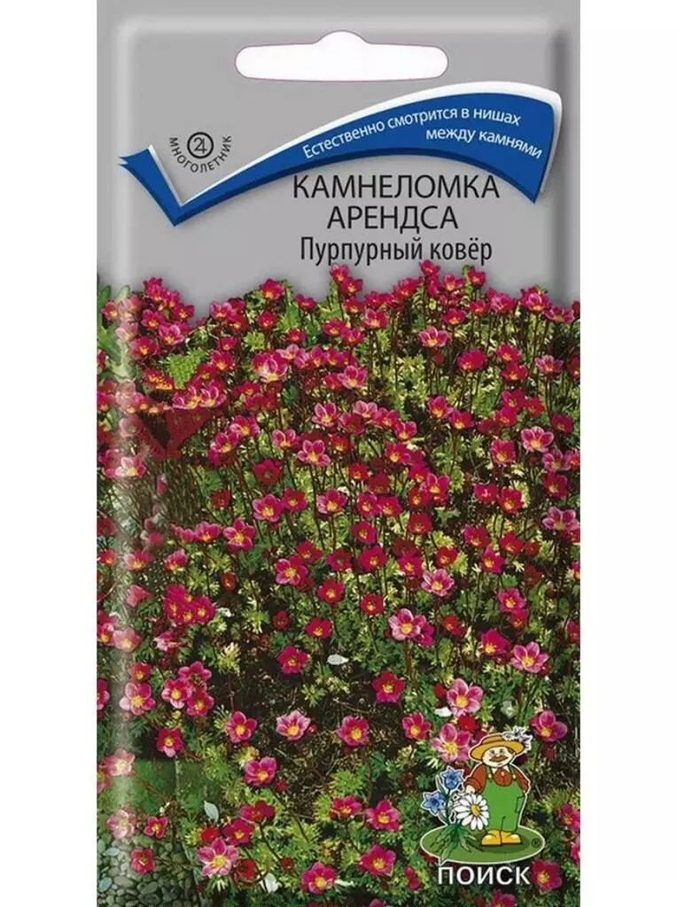 Семена цветов Камнеломка Арендса Пурпурный ковер. ПОИСК Ц/П 0.01 г
