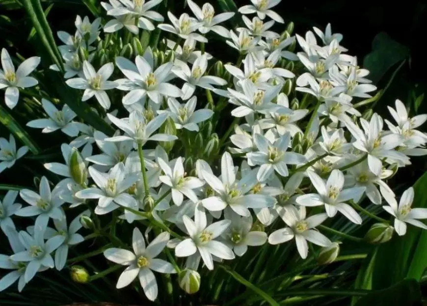 Луковицы цветов Птицемлечник баланза 7/8, 10 шт