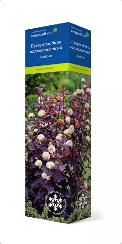 Саженец Пузыреплодник калинолистный Диаболо/ЦКор