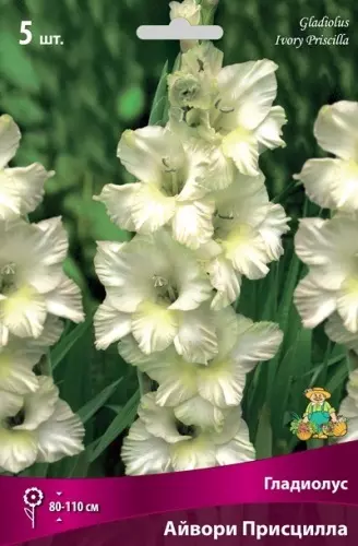 Луковицы цветов Гладиолус крупноцветковый Айвори Присцилла 10/12, 5 шт