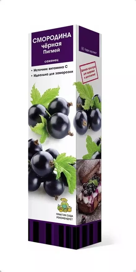 Саженец Смородина черная Пигмей, традиционные сорта, в тубе, Поиск