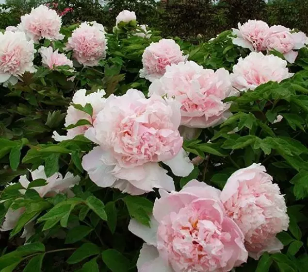 Саженец Пион древовидный Букет розовых гвоздик (в тубе)