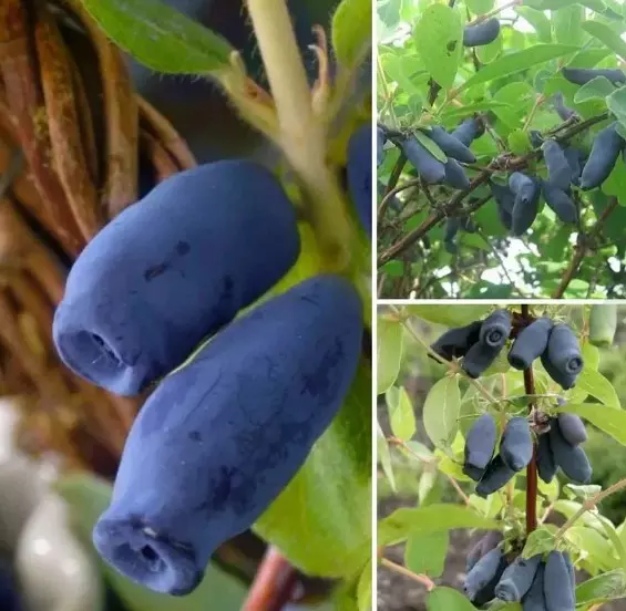 Саженец Жимолость съедобная Нимфа, в тубе