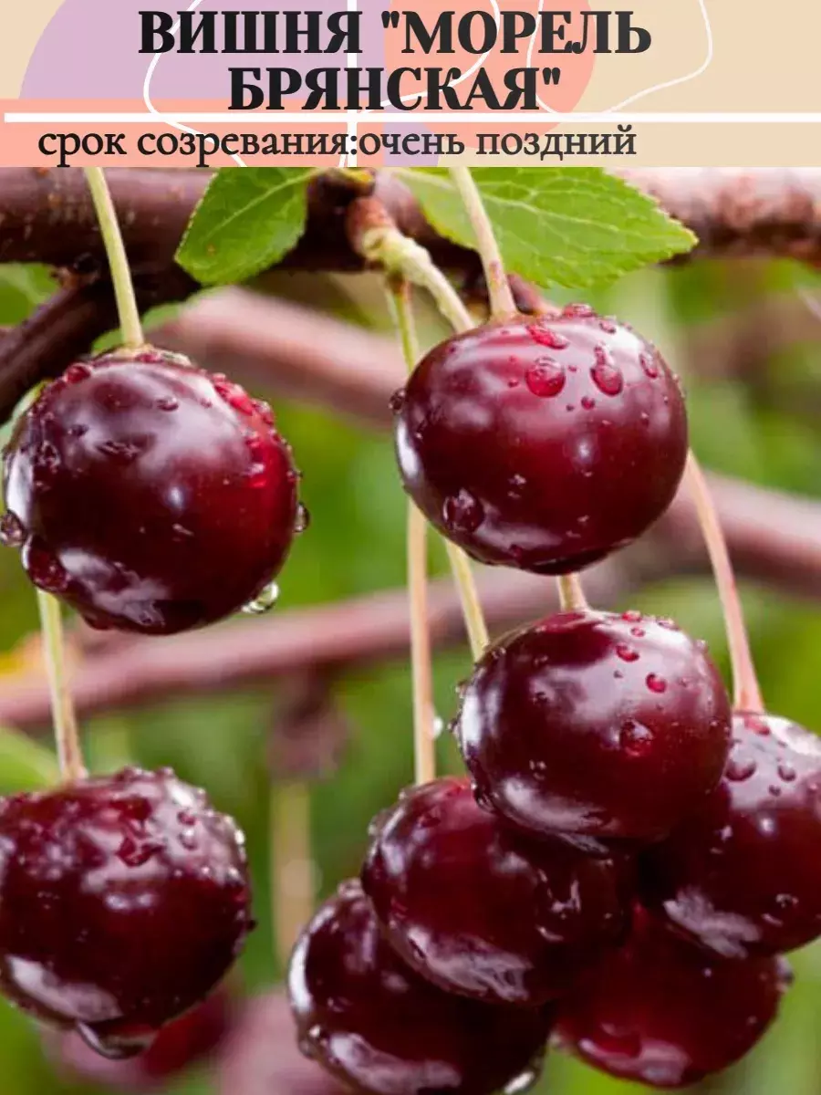 Саженец Вишня Морель Брянская поздний в тубе, Поиск