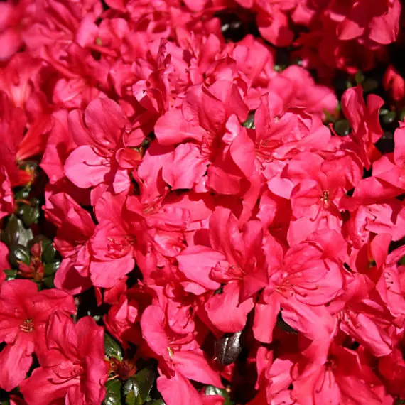 Азалия японскаяМарушкацветки ярко-красные