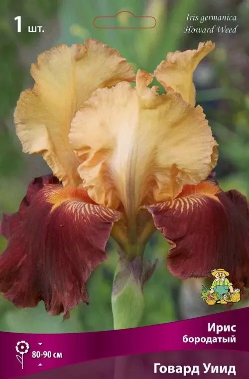 Корневище цветов Ирис бородатый Говард Уиид (I, 1 шт)