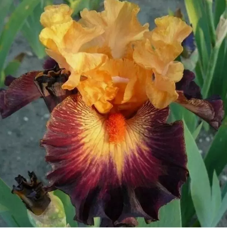 Корневище цветов Ирис бородатый Говард Уиид (I, 1 шт)