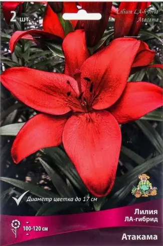 Луковицы цветов Лилия Ла-Гибрид Атакама 14-16/К, 2шт