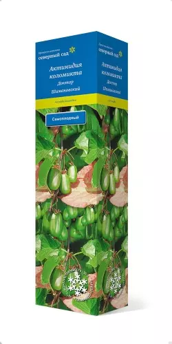 Саженец Актинидия Коломикта Доктор Шимановски самоплодный, в тубе, Поиск