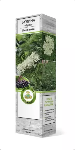 Саженец Бузина черная Лациниата (в тубе), Поиск