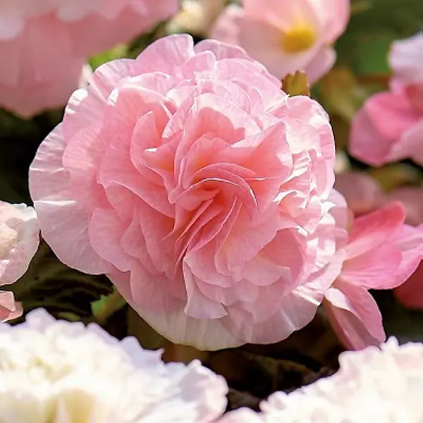 Луковицы цветов Бегония Вумми Апфельблют 4/5, 1 шт