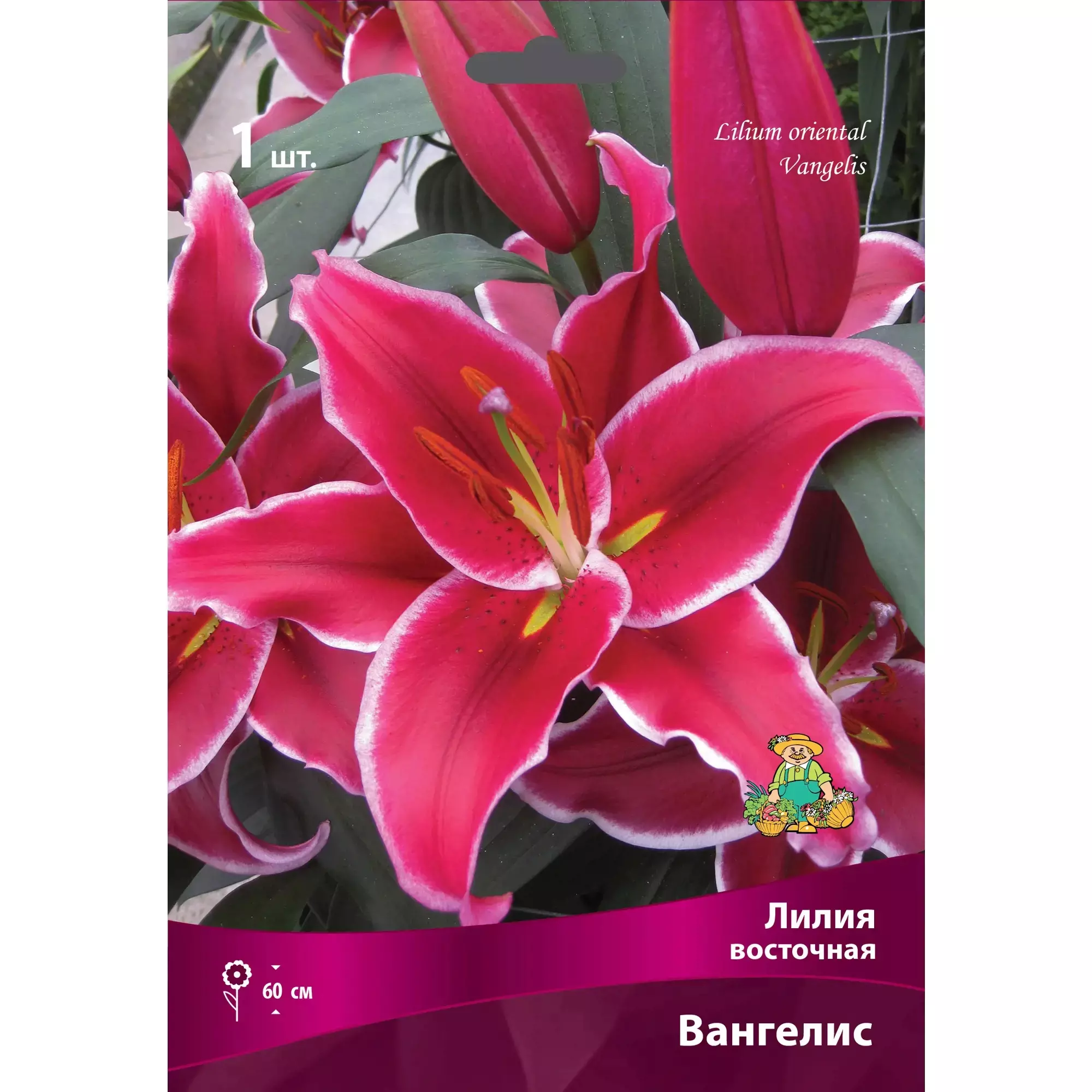 Луковицы цветов Лилия Восточная Вангелис 16/18, 1шт
