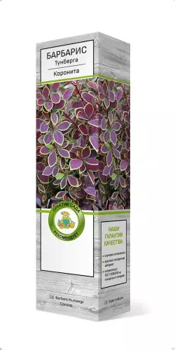 Саженец Барбарис Тунберга Коронита (в тубе), Поиск