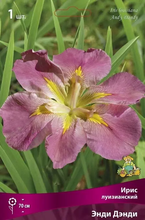 Корневище цветов Ирис луизианский Энди Дэнди (I; 1 шт)