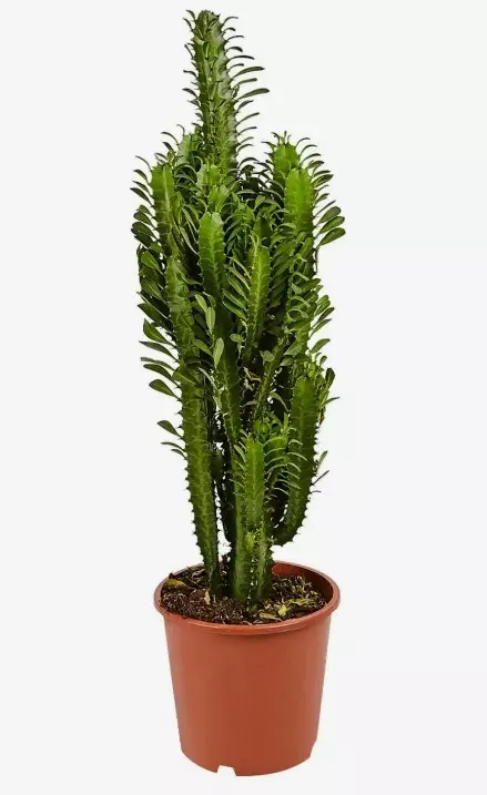 Комнатное растение суккулент Эуфорбия эритрея (d=12 см, h30)