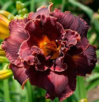 Корневище цветов Лилейник гибридный найт Эмберс (I; 1шт)