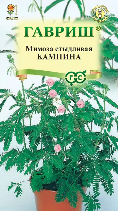 Семена цветов (комнатные) Мимоза стыдливая Кампина ГАВРИШ 0,1 г ц/п