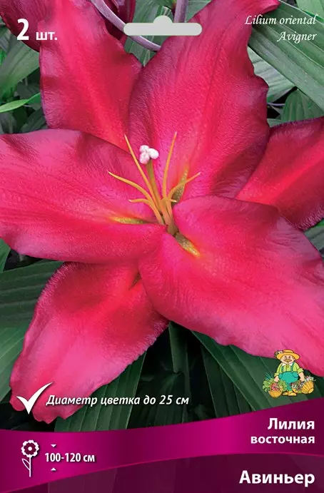 Луковицы цветов Лилия Восточная Авиньер 14-16/К, 2шт