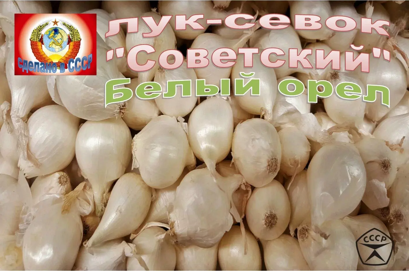 Лук-севок, сорт Белый орел (Россия) фракция 14/21 упаковка 0,5 кг — купить  по выгодной цене в интернет-магазине Колорлон