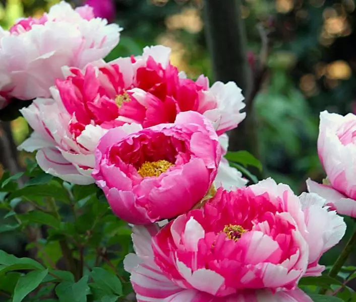 Корневище цветов Пион травянистый Нефритовый Дракон (в тубе)