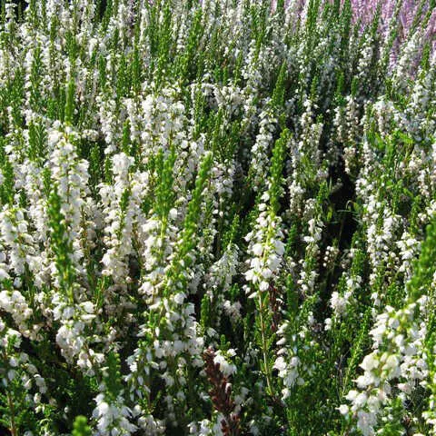 Вереск обыкновенныйЛонг Вайт цветки белые