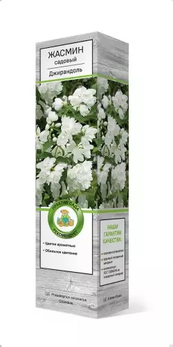 Саженец Жасмин садовый (Чубушник) Джирандоль (в тубе), Поиск