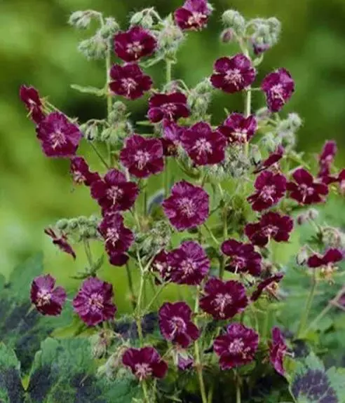 Корневище цветов Герань темная Самобор (I; 1 шт)