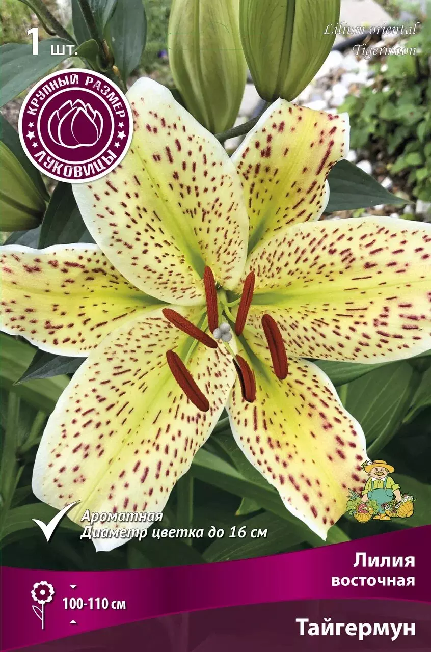 Луковицы цветов Лилия Восточная Тайгермун 16-18/К, 1шт