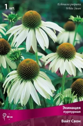 Корневище цветов Эхинацея пурпурная Вайт Свон (I; 1 шт)