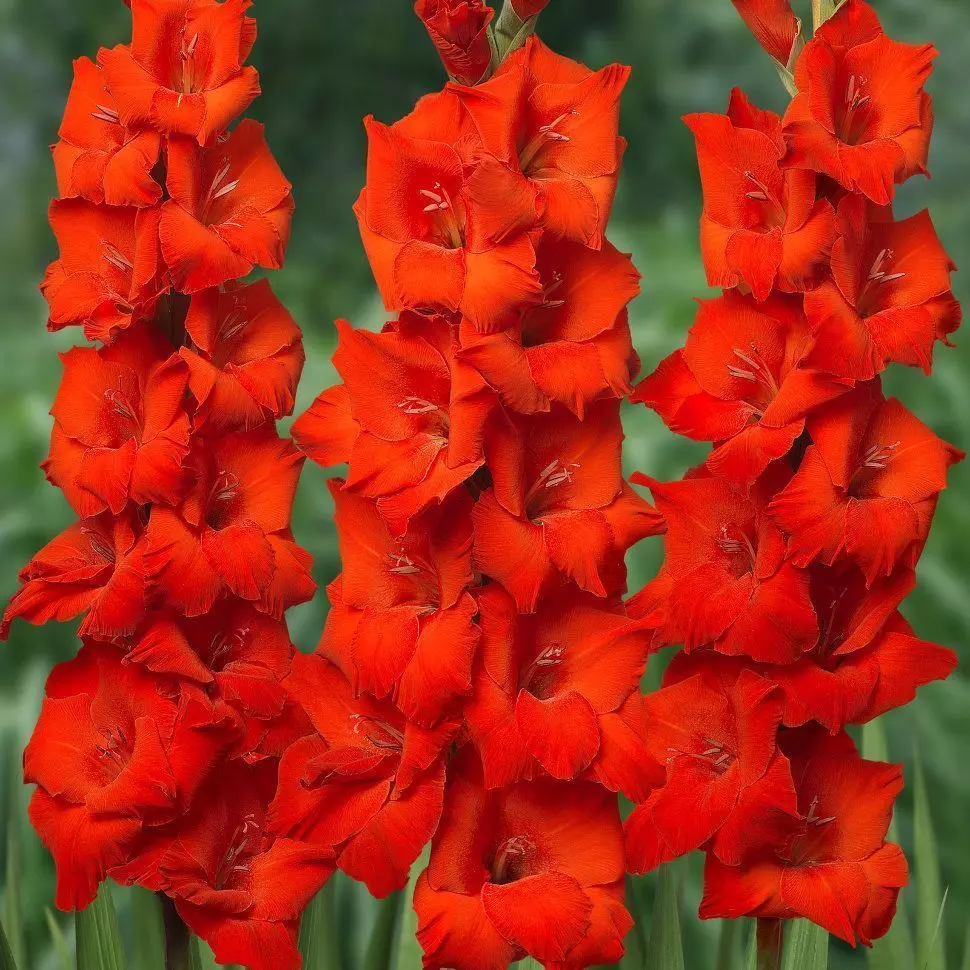 Луковицы цветов Гладиолус крупноцветковый Хантинг Сонг 10/12, 3 шт