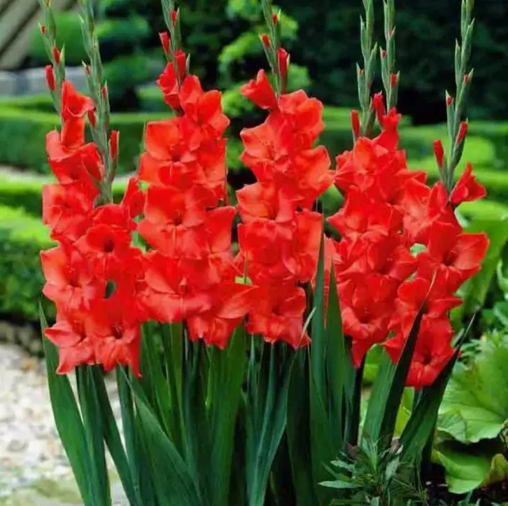 Луковицы цветов Гладиолус крупноцветковый Хантинг Сонг 10/12, 3 шт