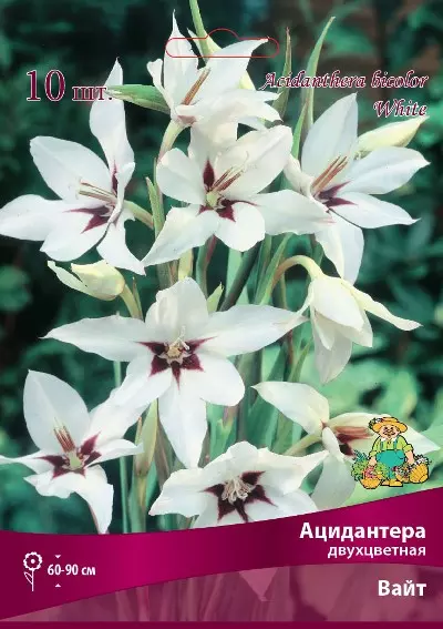 Луковицы цветов Ацидантера двухцветная Вайт 6-8/К, 10шт