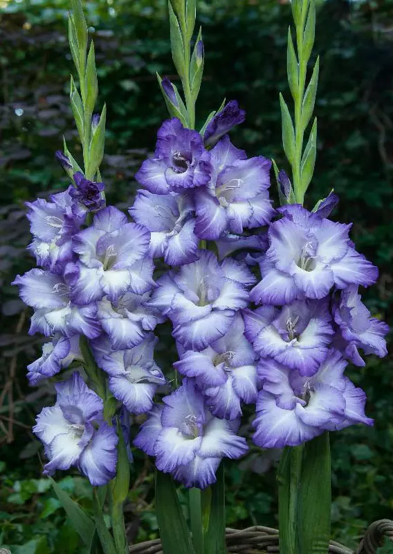 Луковицы цветов Гладиолус крупноцветковый Тритон 10/12, 5 шт