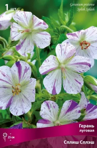 Корневище цветов Герань луговая Сплиш Сплэш (I; 1шт)