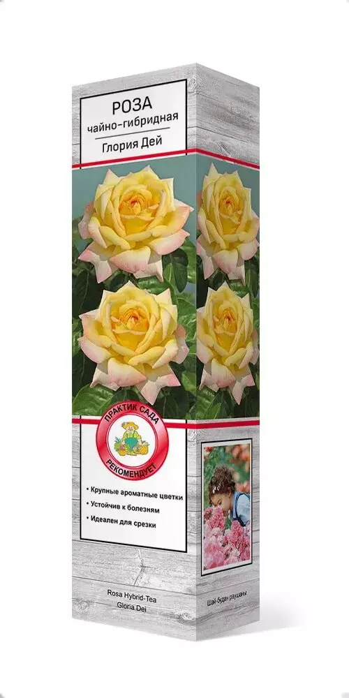 Саженец Роза чайно-гибридная Глория Дей (Пис) желтый с розовым краем