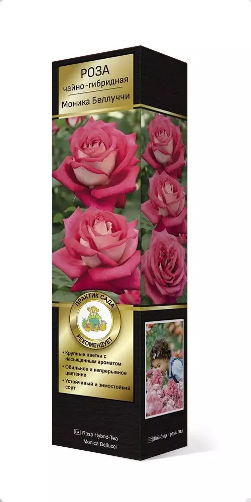 Роза Мейян чайно-гибридная Моника Беллуччикарминово-розовый с бело-кремовой оборотной стороной лепес