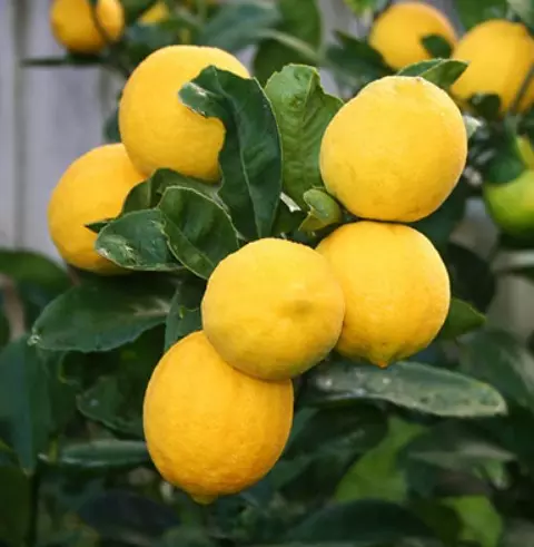 Саженец Цитрус комнатный Лимон Мейера