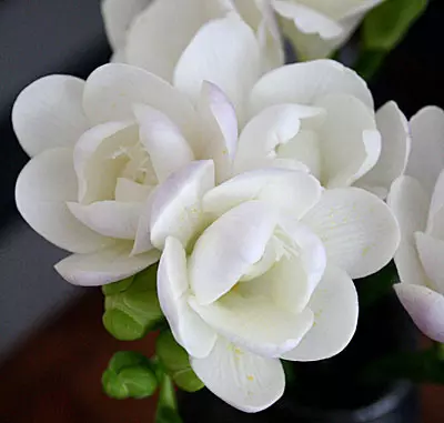 Луковицы цветов Фрезия гибридная махровая Вайт 5/6, 10 шт