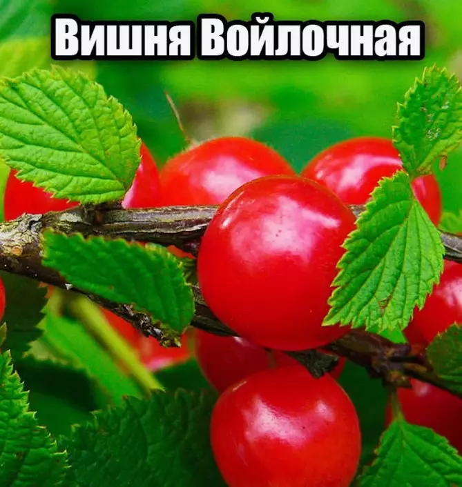 Саженец Вишня войлочная Алиса средний (в сетке), Поиск